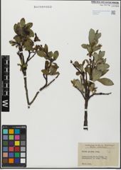 Foto von Salix glabra Scop.